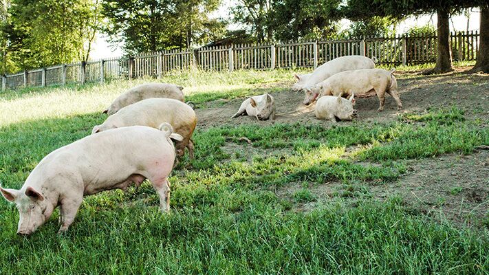 Luzerner Landwirtschaft 2021